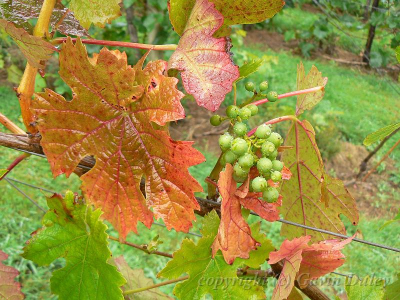 Vines, Sharpham Estate P1120541.JPG